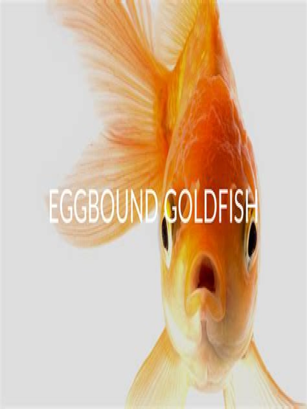 Can goldfish get egg bound?