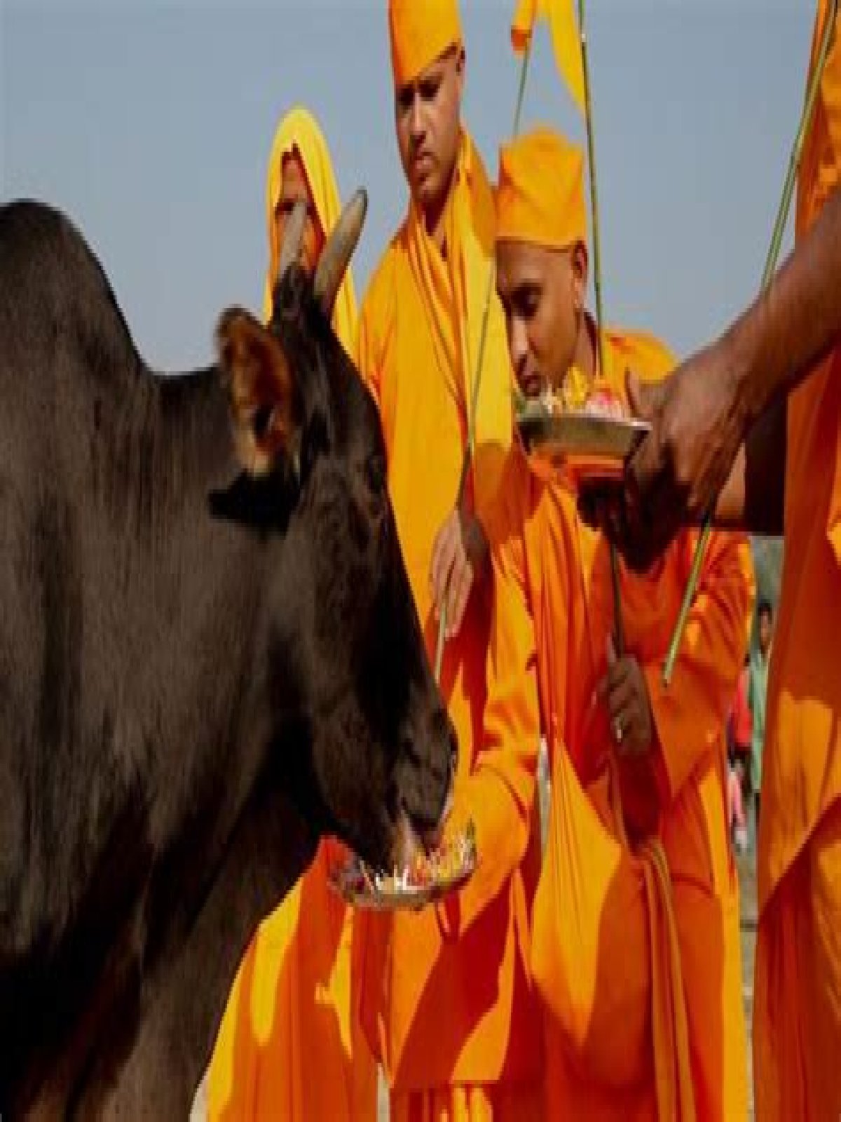 Did vedic brahmins eat beef?