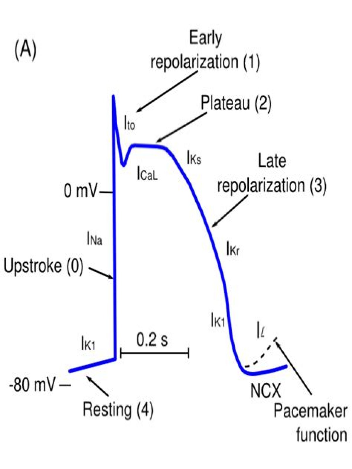 Does cardiac action potential have repolarization?