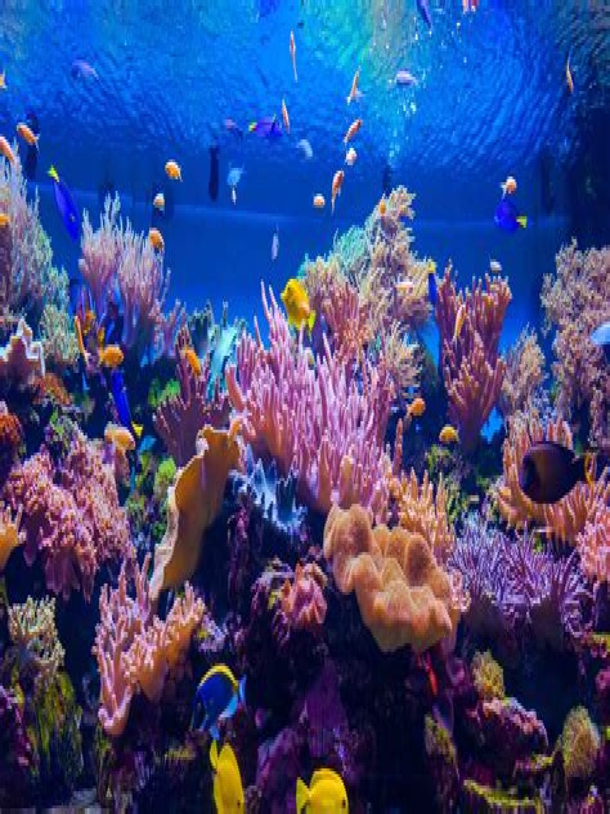 For the coral reef?