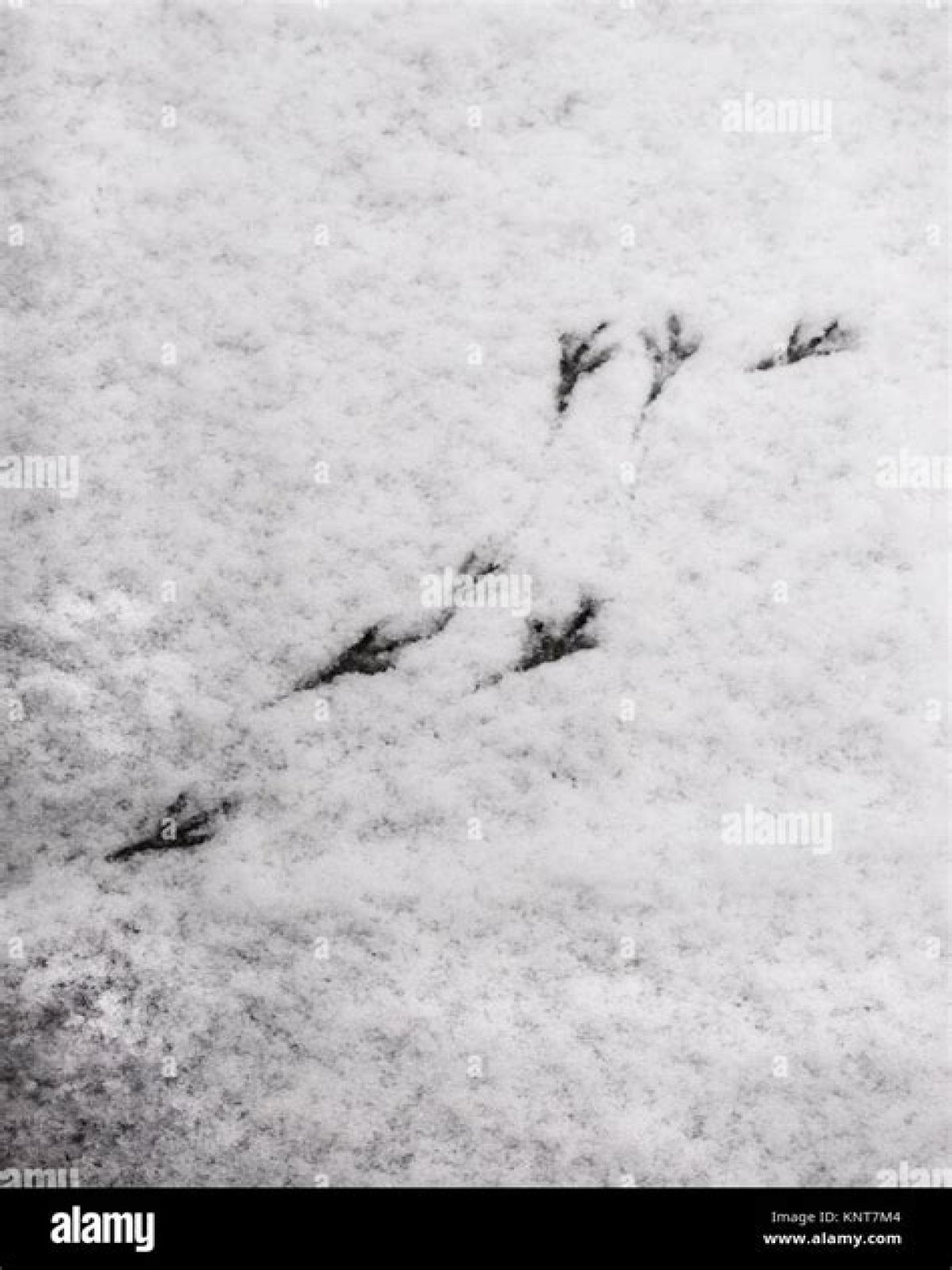 How do you find bird footprints in snow?