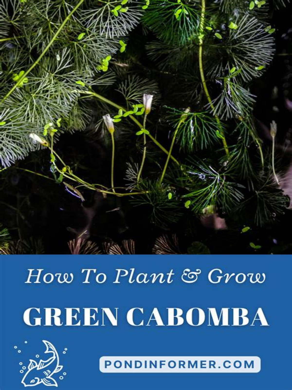 How do you propagate a Cabomba plant?