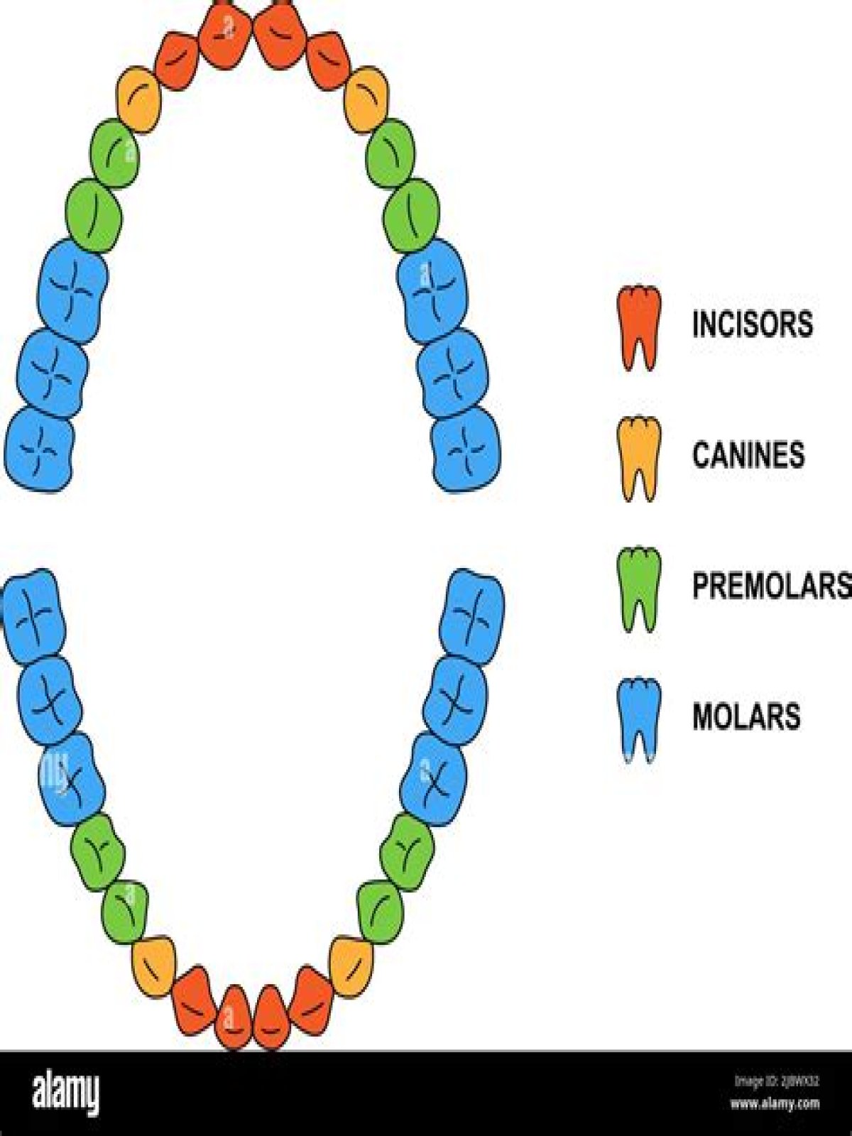 How many premolars do we have?