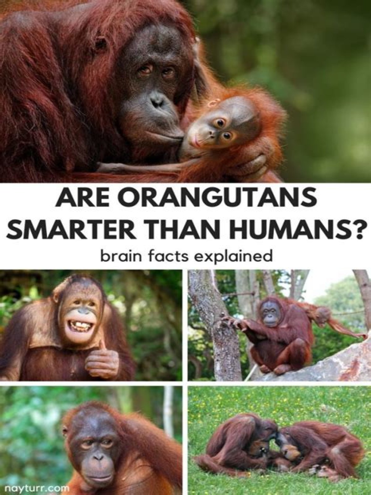 How smart are orangutans compared to humans? Orangutan Wisdom and Innovation