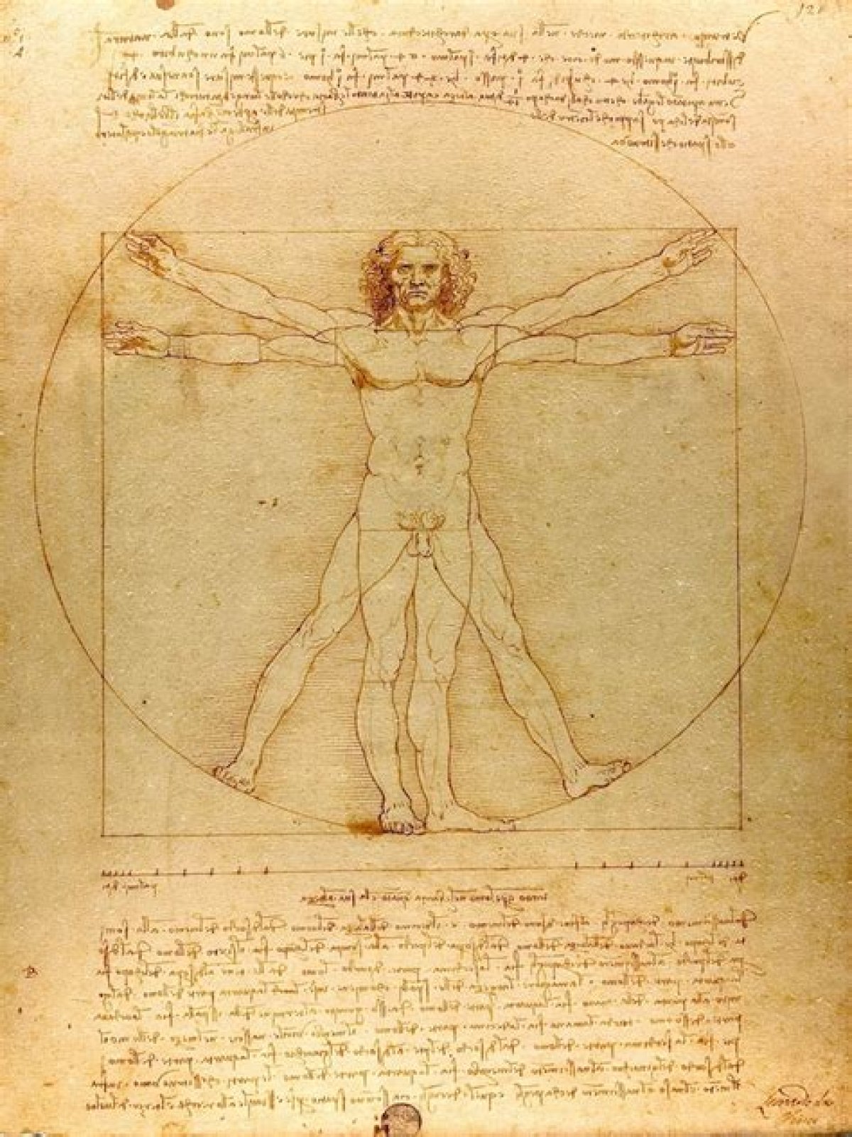 The "Vitruvian Man" Da Vinci