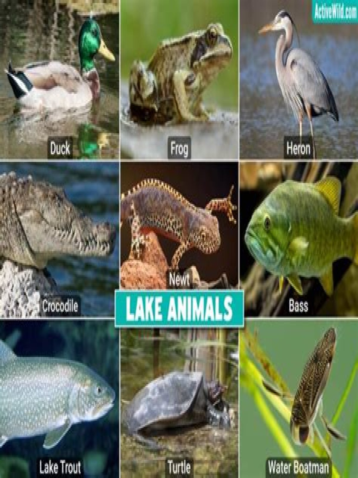What animals live in lakes and ponds? Lakes And Ponds Facts