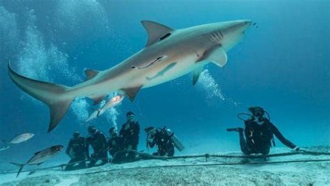 What attracts sharks the most?