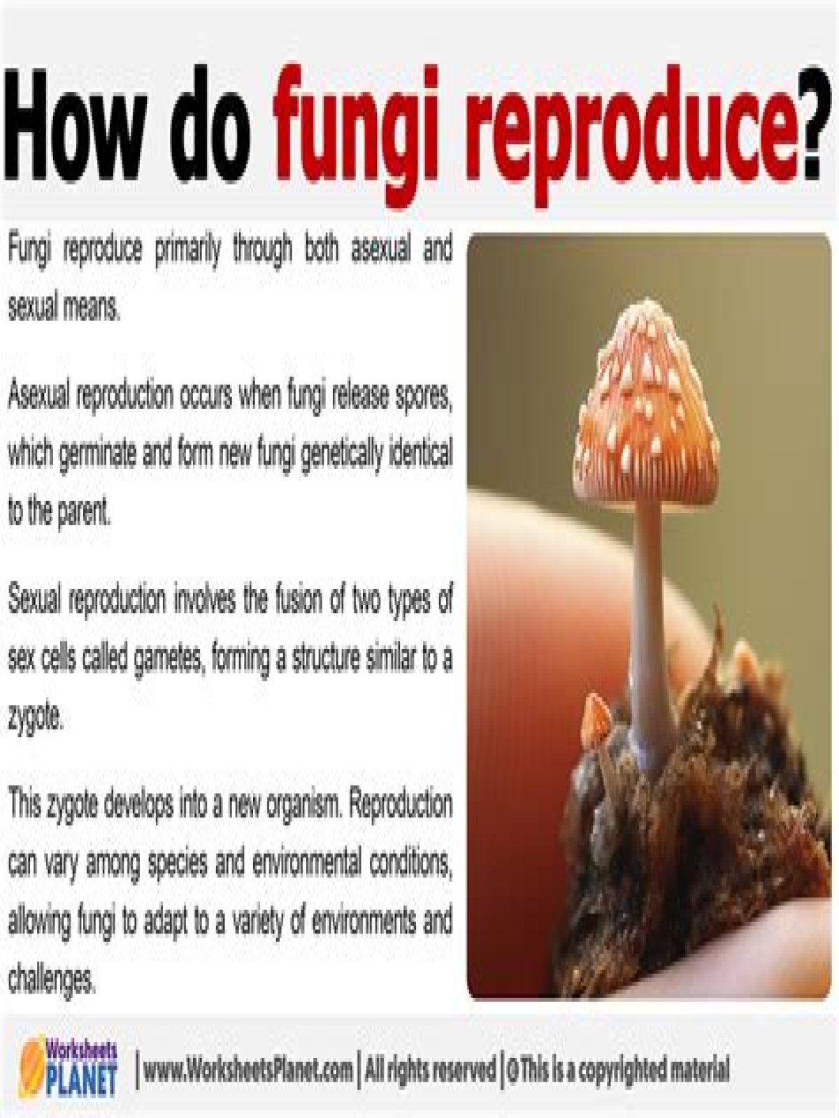 what do fungi use to reproduce