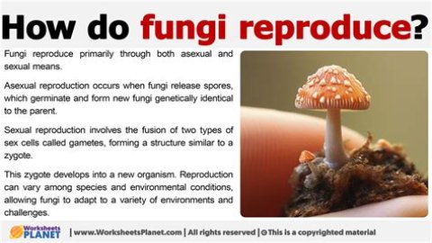 what do fungi use to reproduce