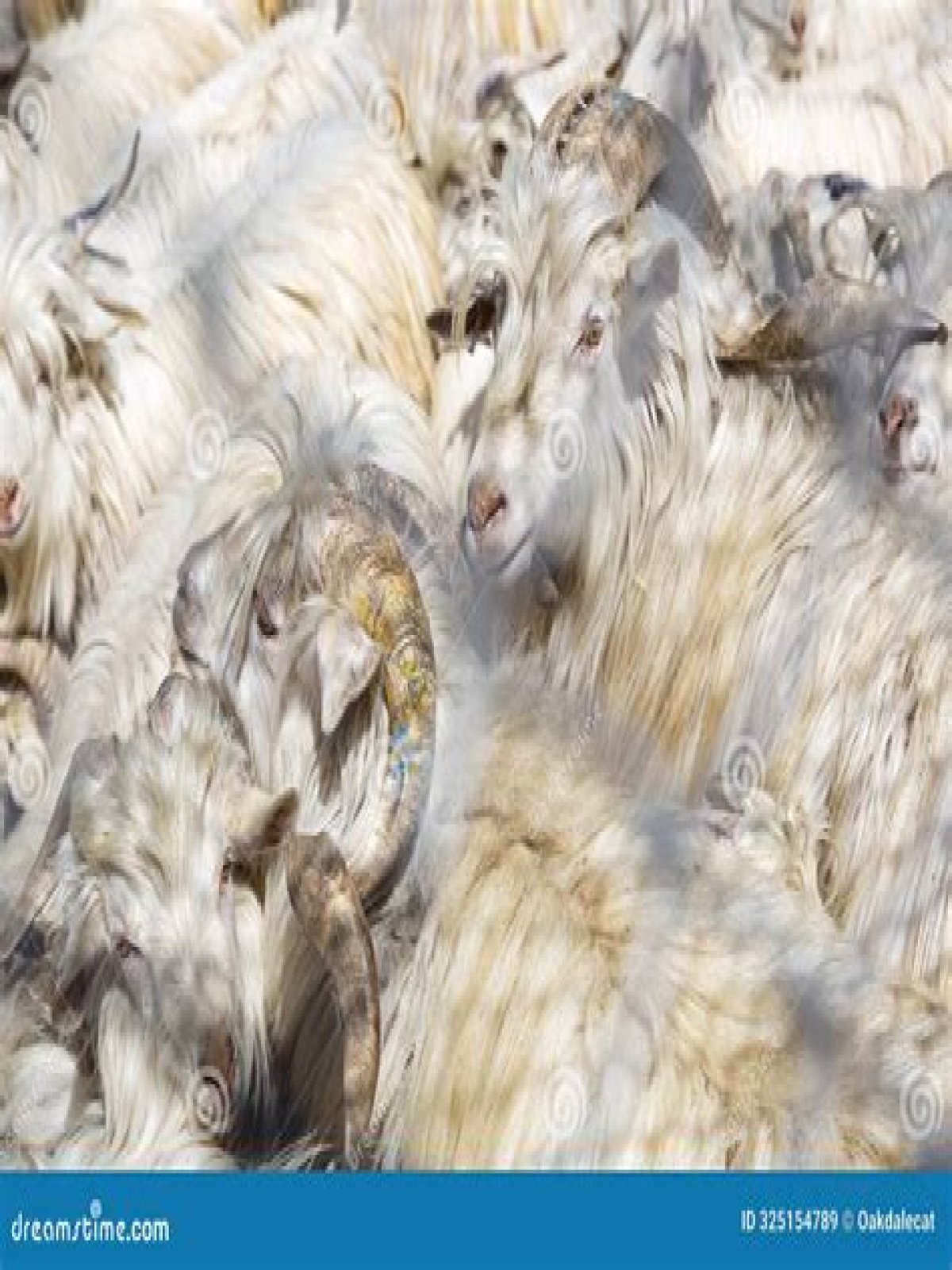 What is pashmina goat called?