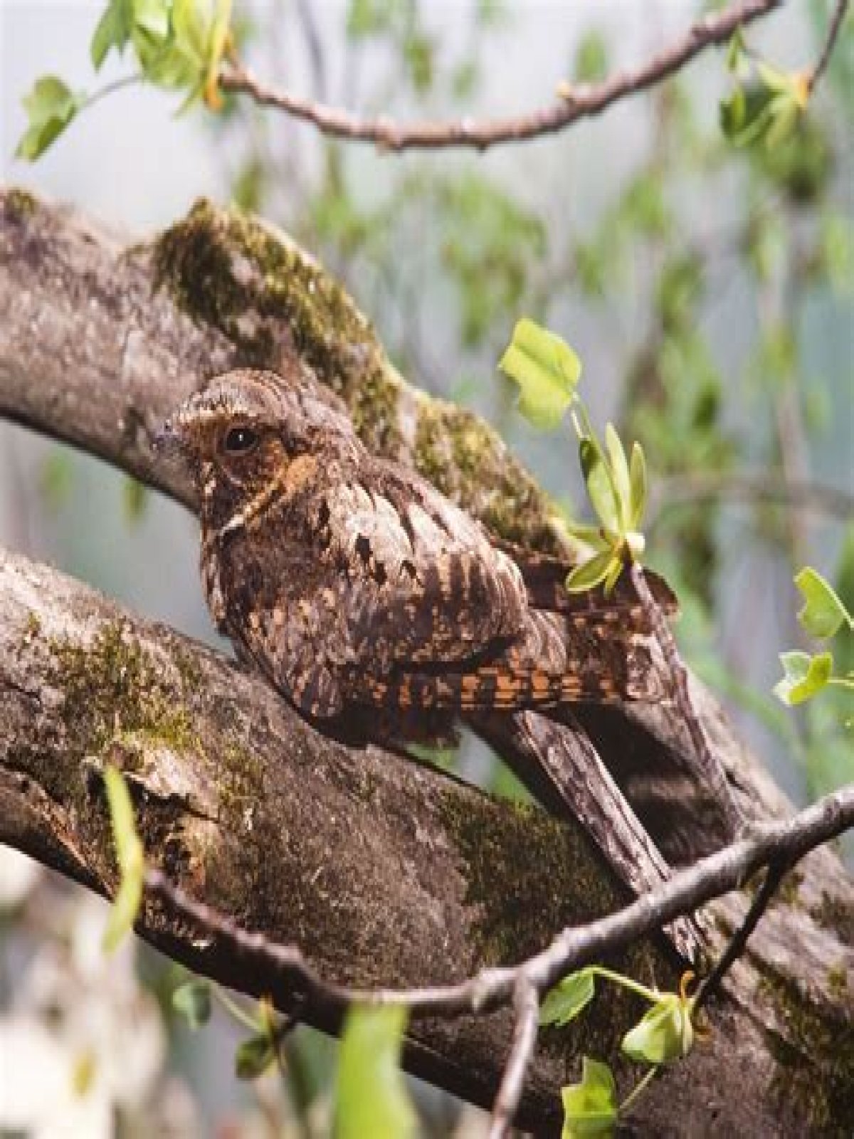 What Sound Does A Whippoorwill Bird Make?