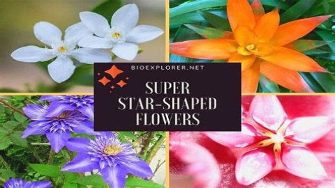 Whats a flower in the shape of a star called?