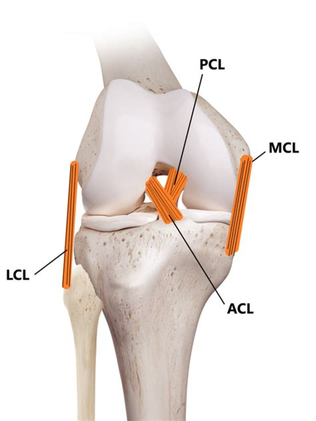 Where is the mcl in the knee?