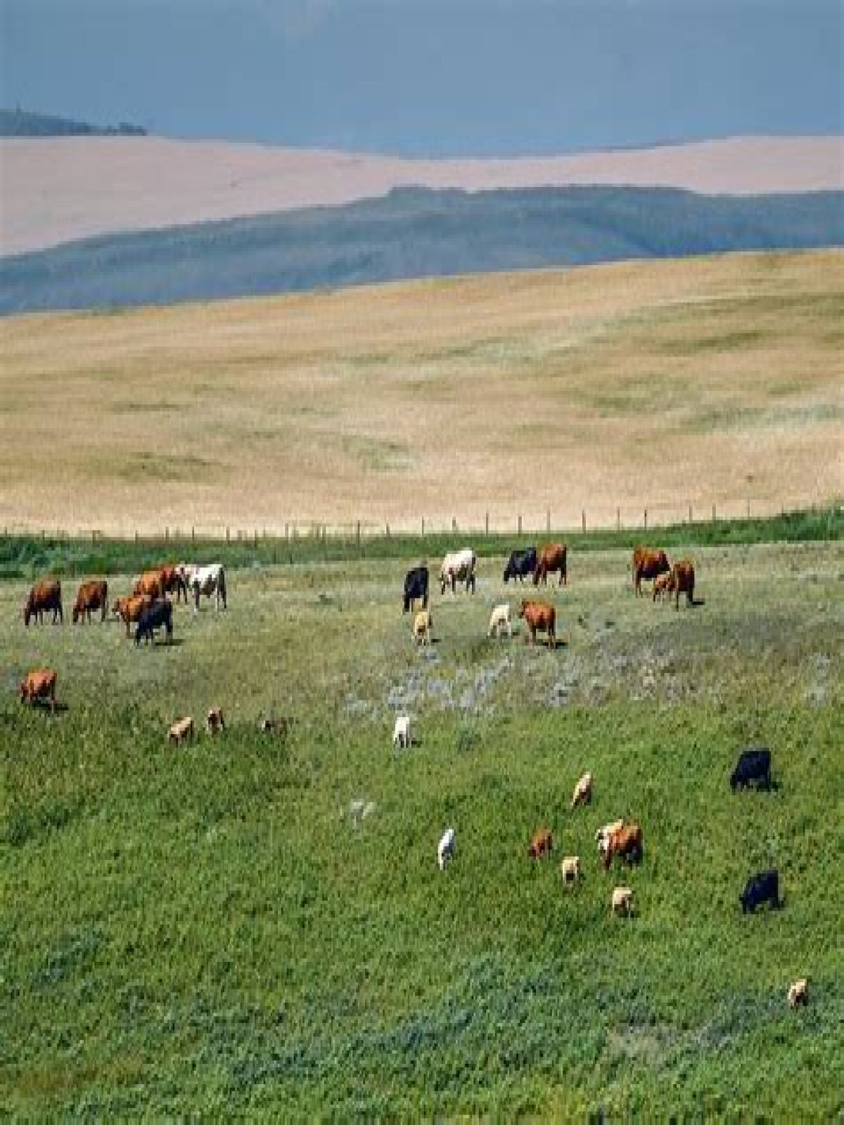 Why is converting grasslands to farming bad?