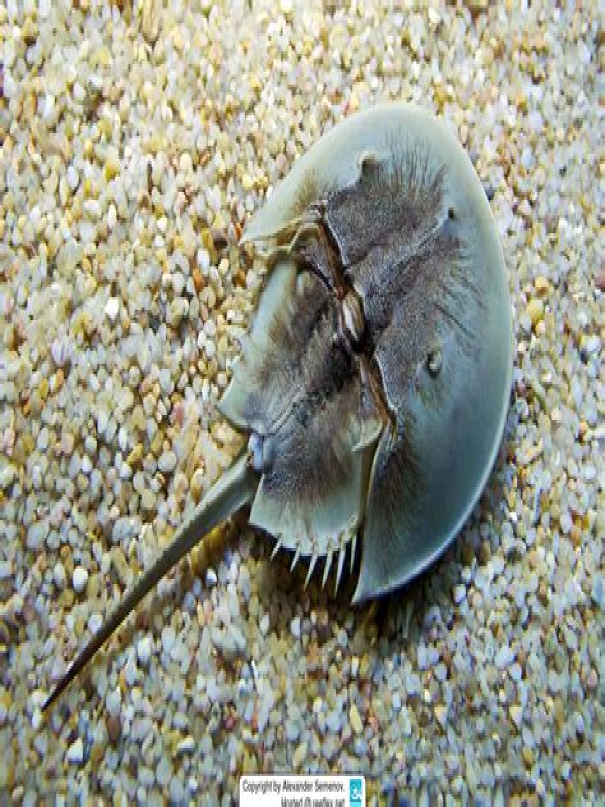 Why Limulus is called king crab?