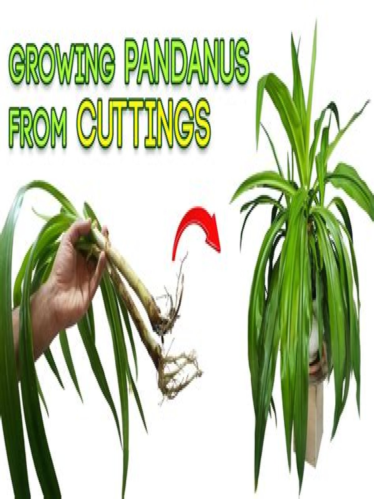 Will pandanus grow from cutting?